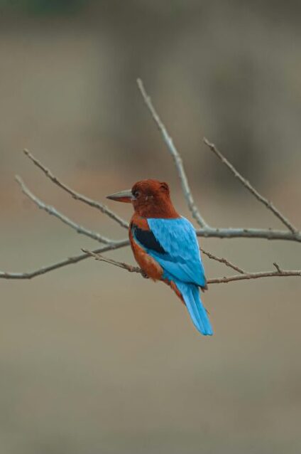 A vibrant kingfisher perched on a branch in Kaziranga National Park, Assam.