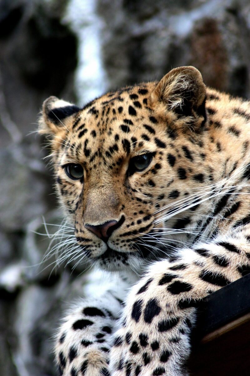 Stunning close-up of a leopard showcasing its elegant spots and piercing gaze.